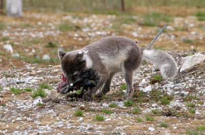 CANID - FOX - ARCTIC FOX - POLAR FOX - AVALBARD (79).jpg