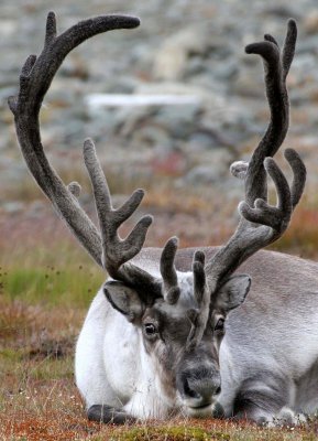 CERVID - CARIBOU - SVALBARD CARIBOU - SVALBARD (20).jpg