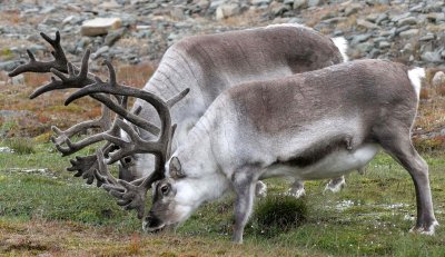 CERVID - CARIBOU - SVALBARD CARIBOU - SVALBARD (36).jpg