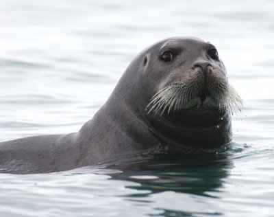 PINNIPED - SEAL - BEARDED SEAL - SVALBARD  (10).jpg