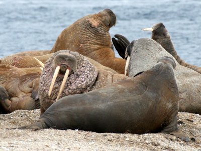 PINNIPED - WALRUS - ATLANTIC WALRUS - SVALBARD (124).jpg