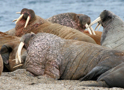 PINNIPED - WALRUS - ATLANTIC WALRUS - SVALBARD (127).jpg