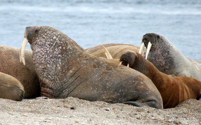 PINNIPED - WALRUS - ATLANTIC WALRUS - SVALBARD (168).jpg