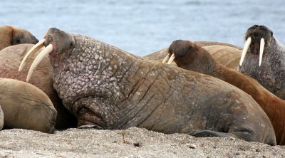 PINNIPED - WALRUS - ATLANTIC WALRUS - SVALBARD (172).jpg