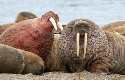 PINNIPED - WALRUS - ATLANTIC WALRUS - SVALBARD (209).jpg