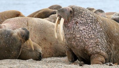 PINNIPED - WALRUS - ATLANTIC WALRUS - SVALBARD (220).jpg