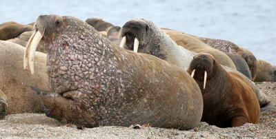 PINNIPED - WALRUS - ATLANTIC WALRUS - SVALBARD (221).jpg