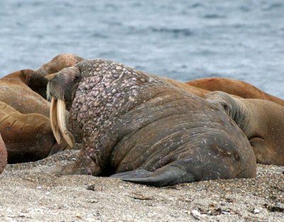 PINNIPED - WALRUS - ATLANTIC WALRUS - SVALBARD (51).jpg