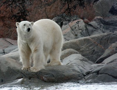 URSID - POLAR BEAR - SVALBARD (136).jpg