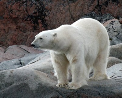 URSID - POLAR BEAR - SVALBARD (155).jpg