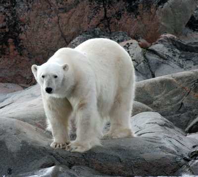 URSID - POLAR BEAR - SVALBARD (160).jpg