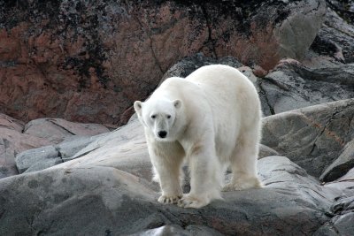 URSID - POLAR BEAR - SVALBARD (167).jpg