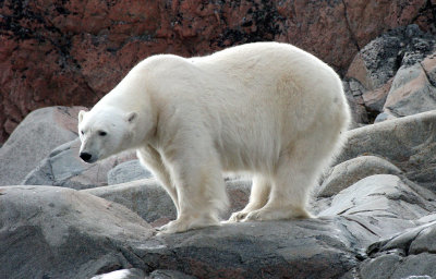 URSID - POLAR BEAR - SVALBARD (207).jpg