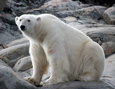 URSID - POLAR BEAR - SVALBARD (226).jpg