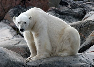 URSID - POLAR BEAR - SVALBARD (232).jpg