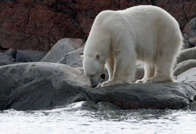 URSID - POLAR BEAR - SVALBARD (240).jpg