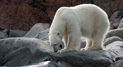 URSID - POLAR BEAR - SVALBARD (242).jpg