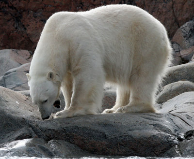 URSID - POLAR BEAR - SVALBARD (243).jpg