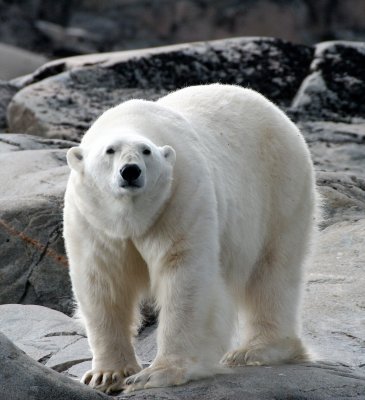 Mammals of Svalbard