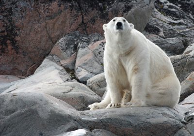 URSID - POLAR BEAR - SVALBARD (277).jpg