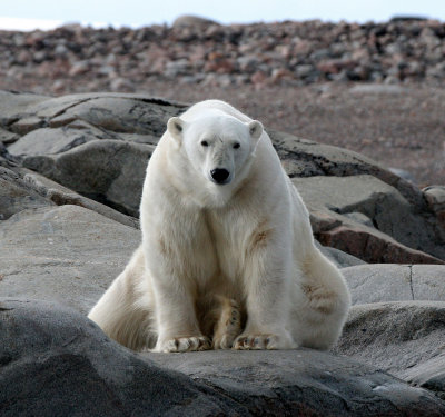 URSID - POLAR BEAR - SVALBARD (292).jpg