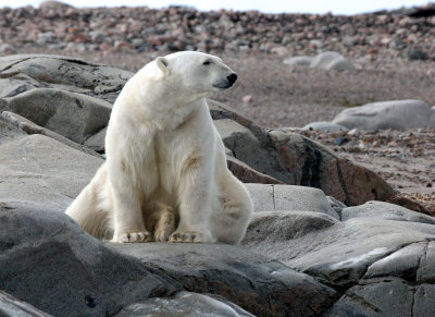 URSID - POLAR BEAR - SVALBARD (295).jpg