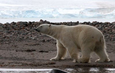 URSID - POLAR BEAR - SVALBARD (308).jpg