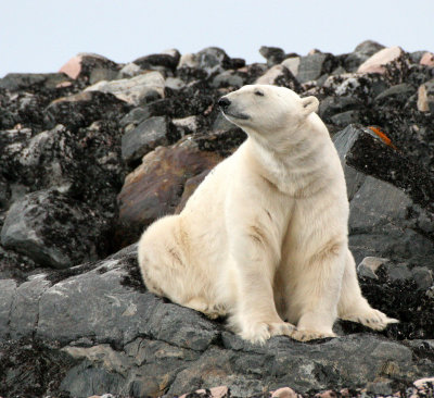 URSID - POLAR BEAR - SVALBARD (33).jpg