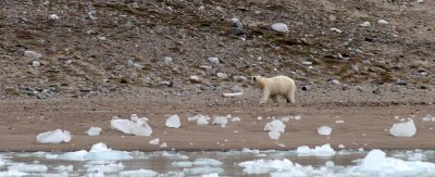 URSID - POLAR BEAR - SVALBARD (352).jpg