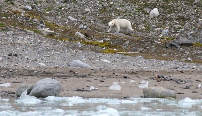 URSID - POLAR BEAR - SVALBARD (360).jpg