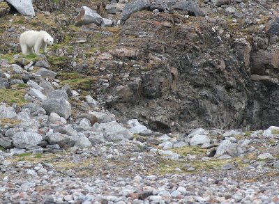 URSID - POLAR BEAR - SVALBARD (372).jpg