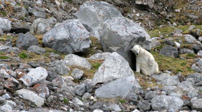 URSID - POLAR BEAR - SVALBARD (398).jpg