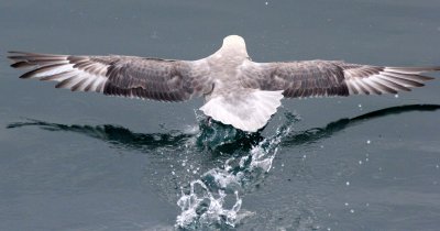 BIRD - FULMAR - NORTHERN FULMAR - SVALBARD (9).jpg