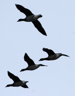 BIRD - GOOSE - BRENT GOOSE - SVALBARD.jpg