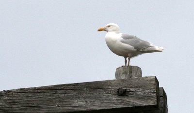 BIRD - GULL - GLAUCOUS - SVALBARD A (5).jpg