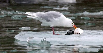 BIRD - GULL - GLAUCOUS GULL - SVALBARD (8).jpg