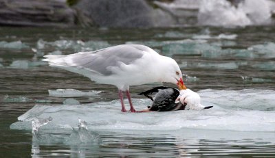 BIRD - GULL - GLAUCOUS GULL - SVALBARD (9).jpg