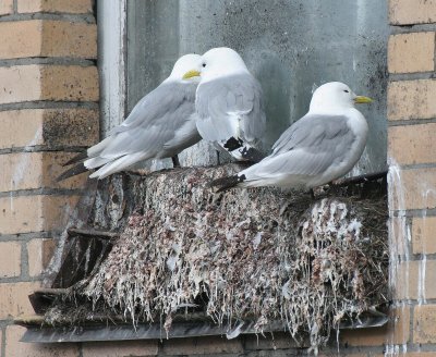 BIRD - KITTIWAKE - BLACK-LEGGED - SVALBARD (13).jpg