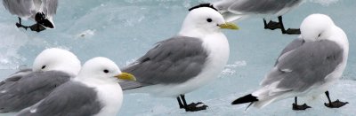 BIRD - KITTIWAKE - BLACK-LEGGED - SVALBARD (39).jpg