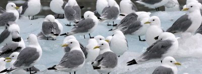 BIRD - KITTIWAKE - BLACK-LEGGED - SVALBARD (46).jpg