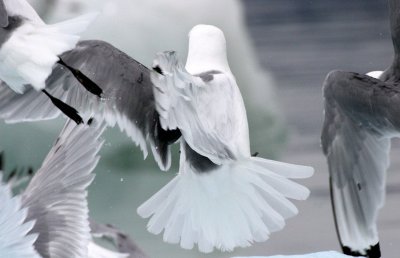 Birds of Svalbard