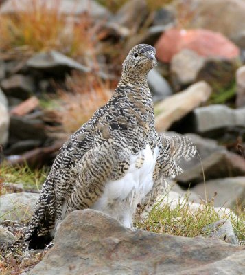 BIRD - PTARMIGAN - ROCK PTARMIGAN - SVALBARD (32).jpg