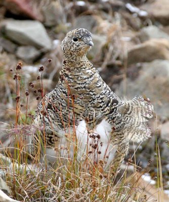 BIRD - PTARMIGAN - ROCK PTARMIGAN - SVALBARD (46).jpg