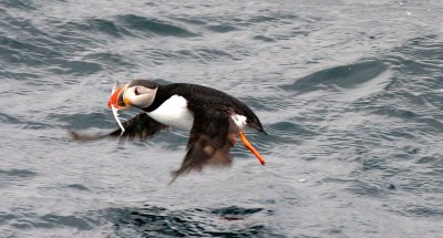 BIRD - PUFFIN - ATLANTID PUFFIN - SVALBARD (18).jpg