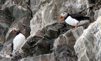 BIRD - PUFFIN - ATLANTID PUFFIN - SVALBARD (34).jpg