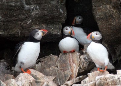 BIRD - PUFFIN - ATLANTID PUFFIN - SVALBARD (57).jpg