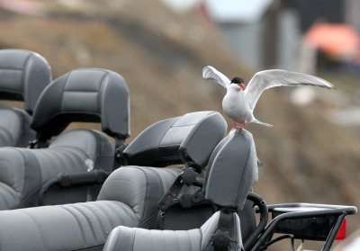 BIRD - TERN - ARCTIC TERN - SVALBARD (12).jpg