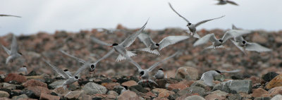 BIRD - TERN - ARCTIC TERN - SVALBARD (35).jpg