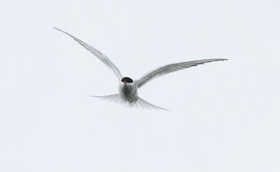BIRD - TERN - ARCTIC TERN - SVALBARD (41).jpg