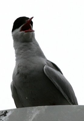 BIRD - TERN - ARCTIC TERN - SVALBARD (5).jpg